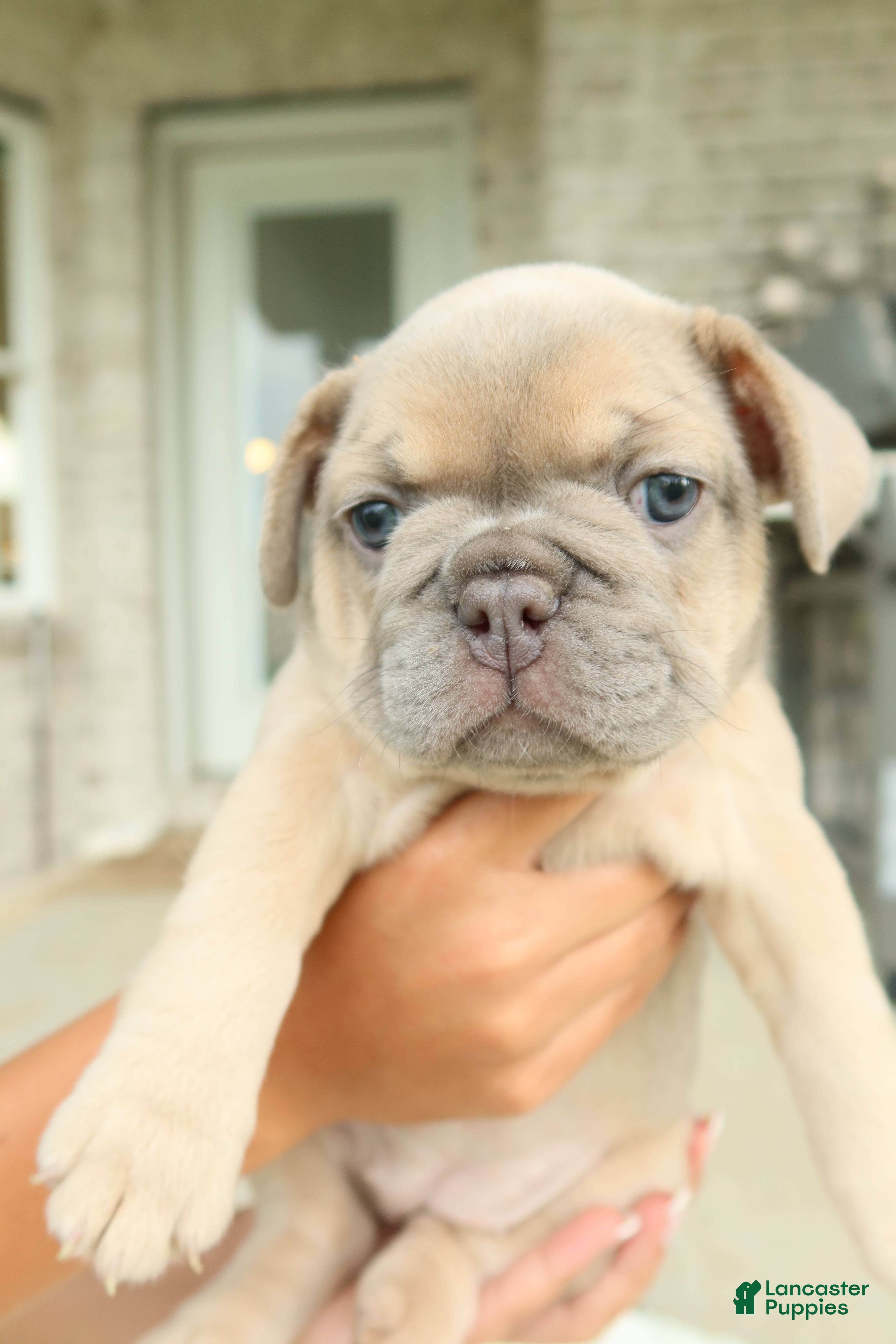 French Bulldog dogs for sale: Armani - Ad 3
