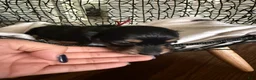 Miniature Dachshund dogs for sale: Oliver Aka Oli  - Ad 7