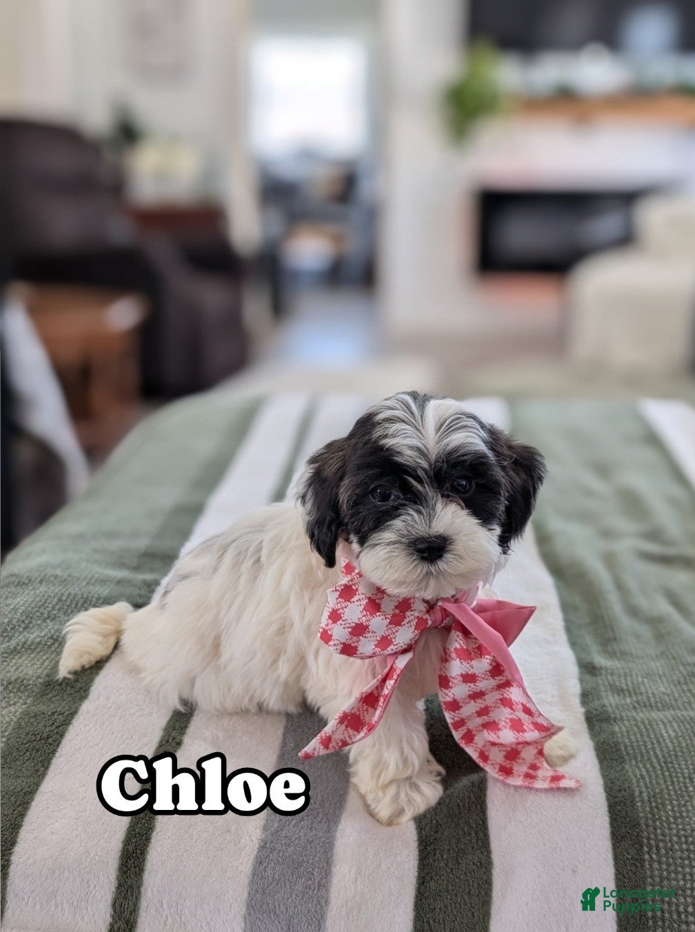 Havapoo dogs Chloe - Ad 1