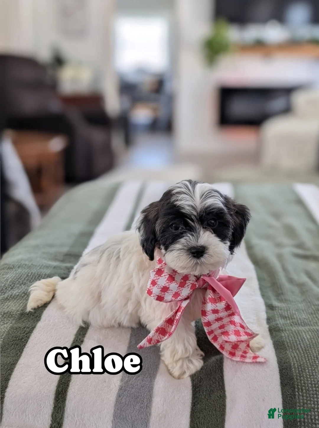 Havapoo dogs for sale: Chloe - Ad 1