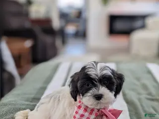 Havapoo dogs for sale: Chloe - Ad 2