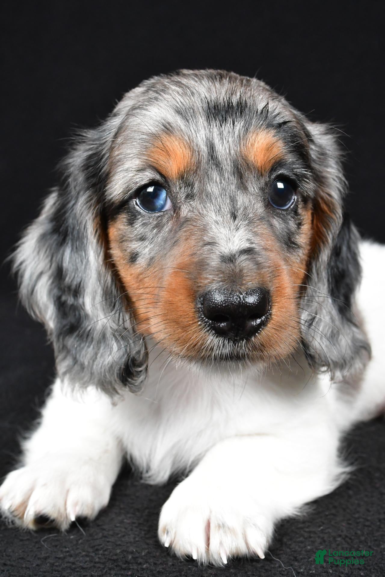Miniature Dachshund dogs Lukas - Ad 2