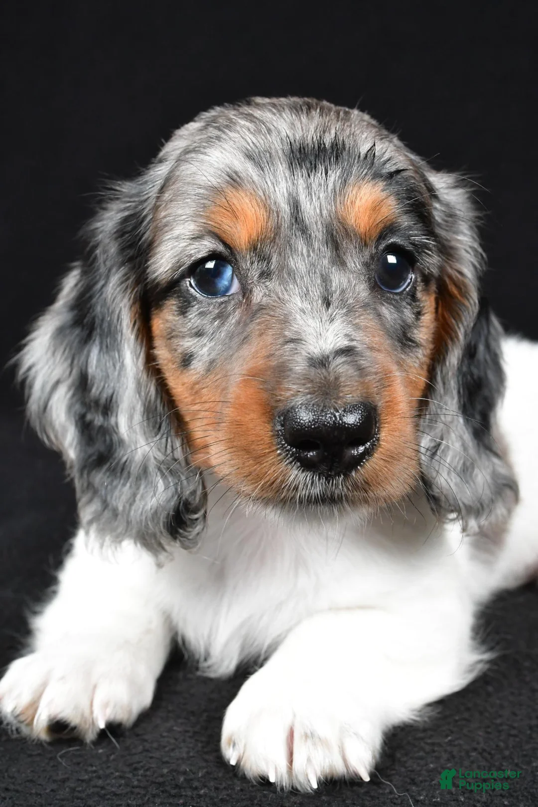 Miniature Dachshund dogs for sale: Lukas - Ad 2