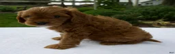 Cavapoo dogs for sale: Rusty - Ad 3