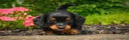 Miniature Dachshund dogs for sale: AKC-Jane - Ad 4