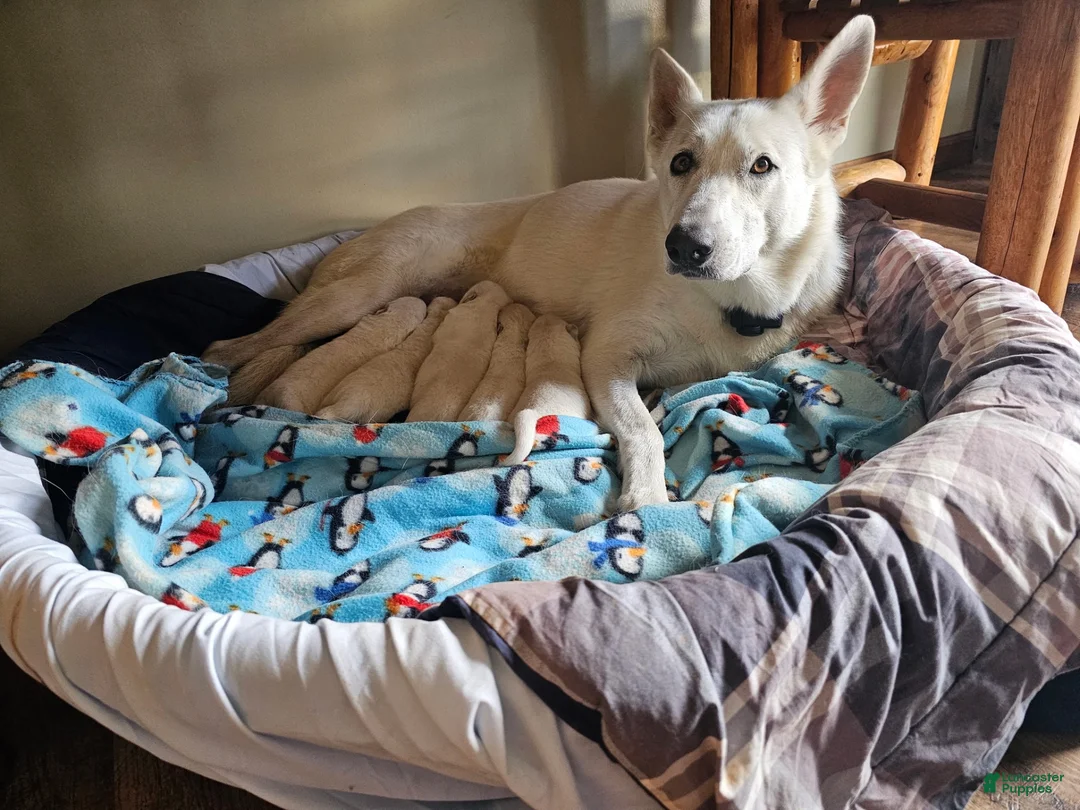 German Shepherd dogs for sale: German Shepherd 1 - Ad 2