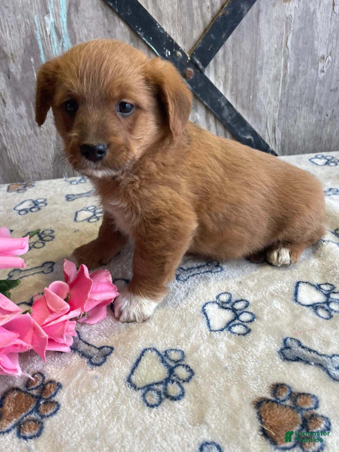 Corgipoo dogs for sale: Murphy - Ad 1