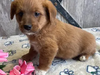 Corgipoo dogs Murphy - Ad 5