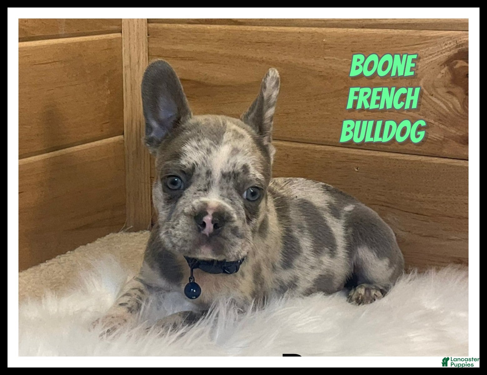 French Bulldog dogs Boone - Ad 1