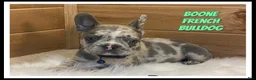 French Bulldog dogs for sale: Boone - Ad 1