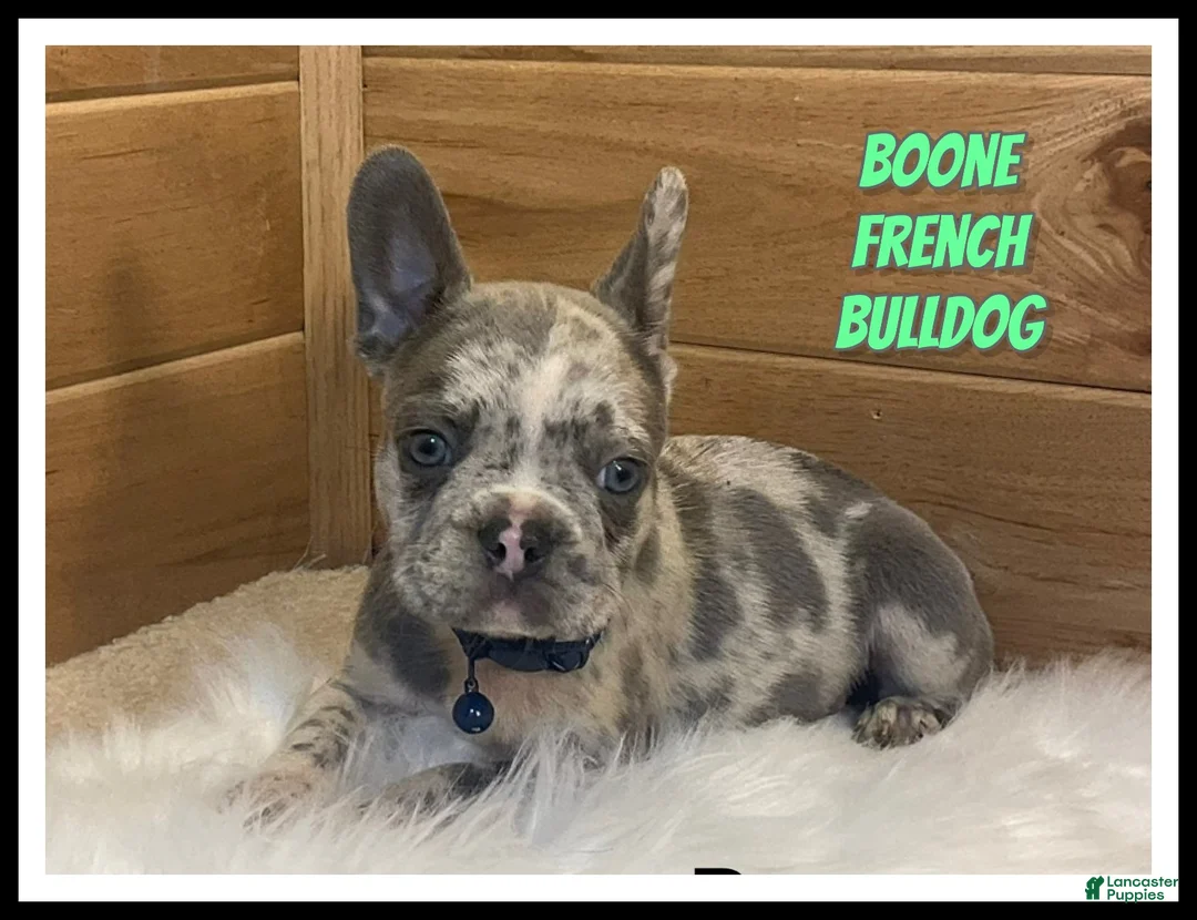 French Bulldog dogs for sale: Boone - Ad 1