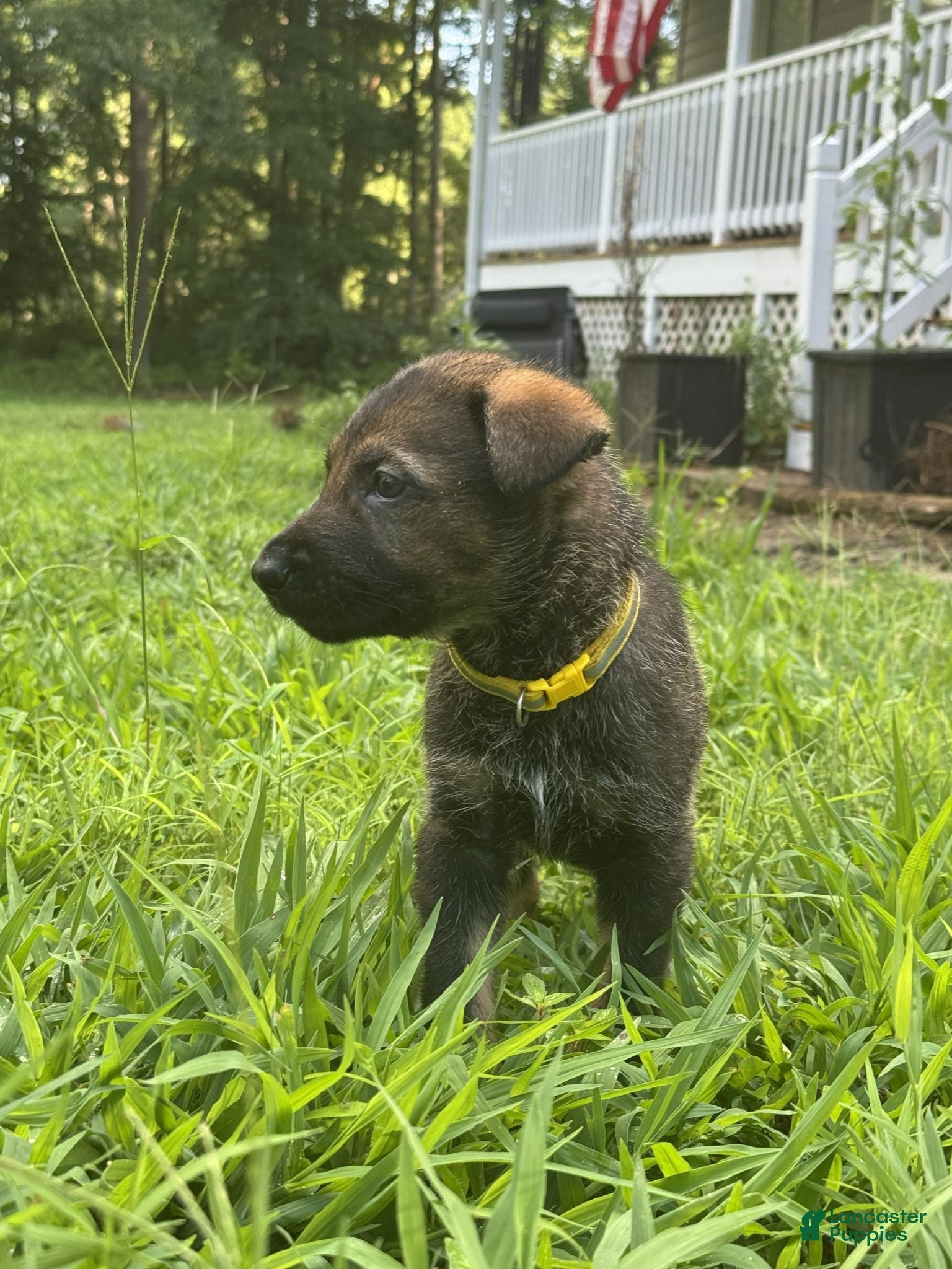 German Shepherd dogs Yellow - Ad 36