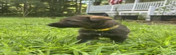 German Shepherd dogs for sale: Yellow - Ad 1