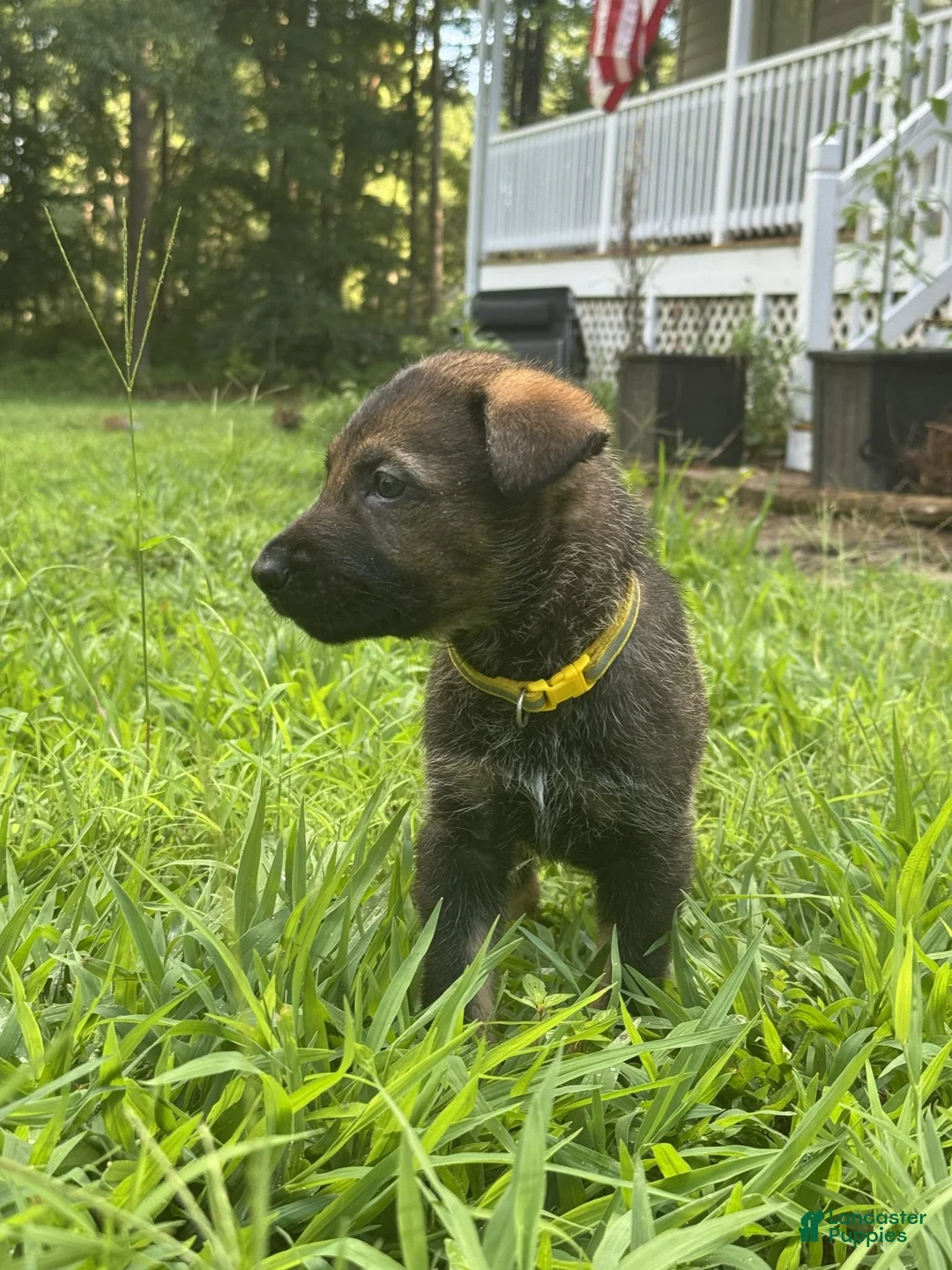 German Shepherd dogs for sale: Yellow - Ad 1