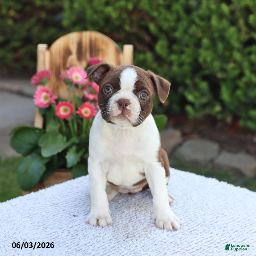 Boston Terrier dogs for sale: Dolly - Ad 5