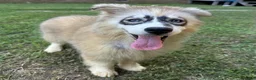 Siberian Husky dogs for sale: REYNA - Ad 18