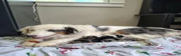 Australian Shepherd dogs for sale: Dribbles/male Australian Shepherd  - Ad 3