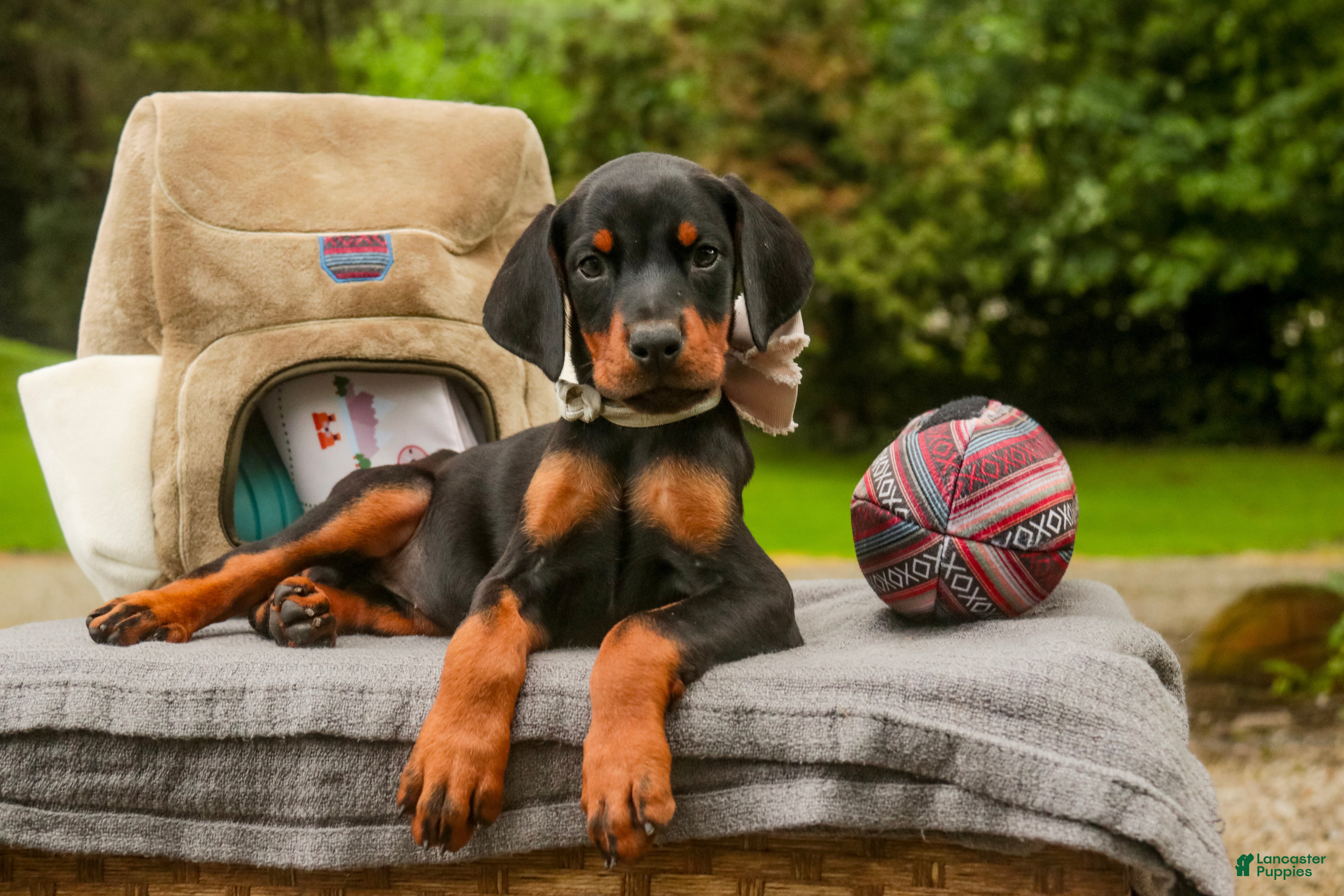 Doberman Pinscher dogs Reverie - Ad 1