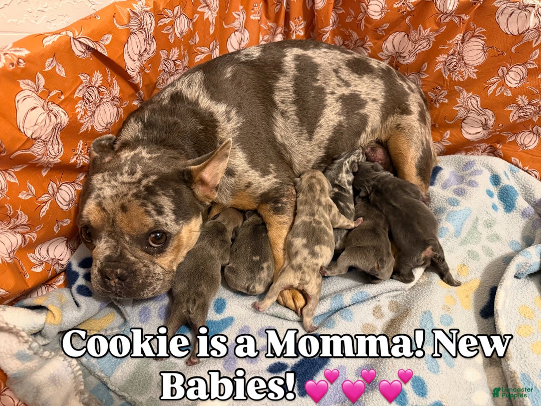 French Bulldog dogs for sale: Snickerdoodle - Ad 2