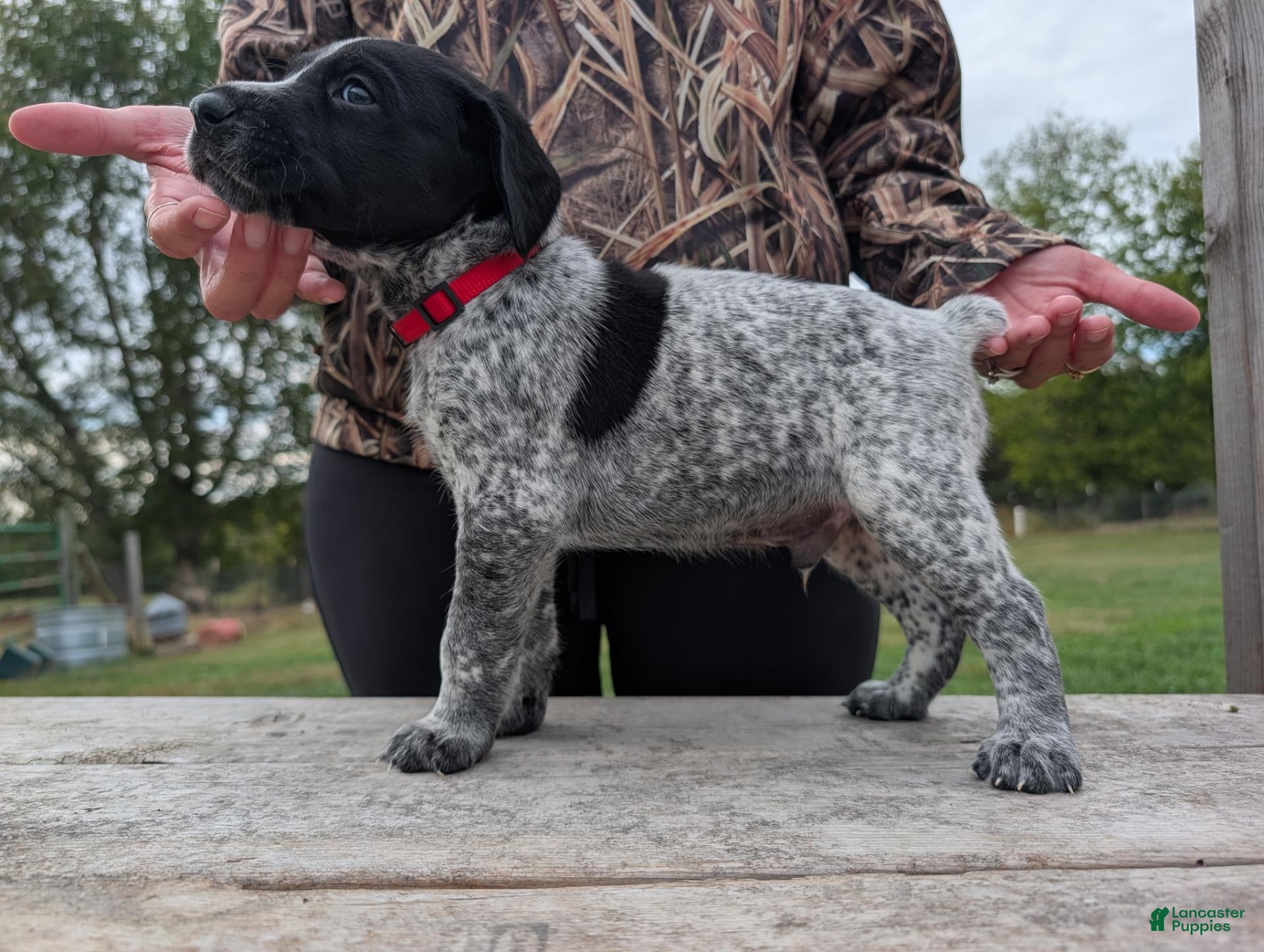 Red (German Shorthaired Pointer, Male) in Moscow Mills, MO