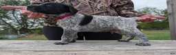 German Shorthaired Pointer dogs for sale: Red - Ad 1