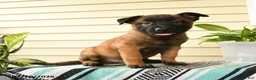 Belgian Malinois dogs for sale: Baraka - Ad 4