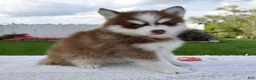 Pomsky dogs for sale: Felix - Ad 4