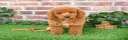 Mini Goldendoodle dogs for sale: Tortellini - Ad 10