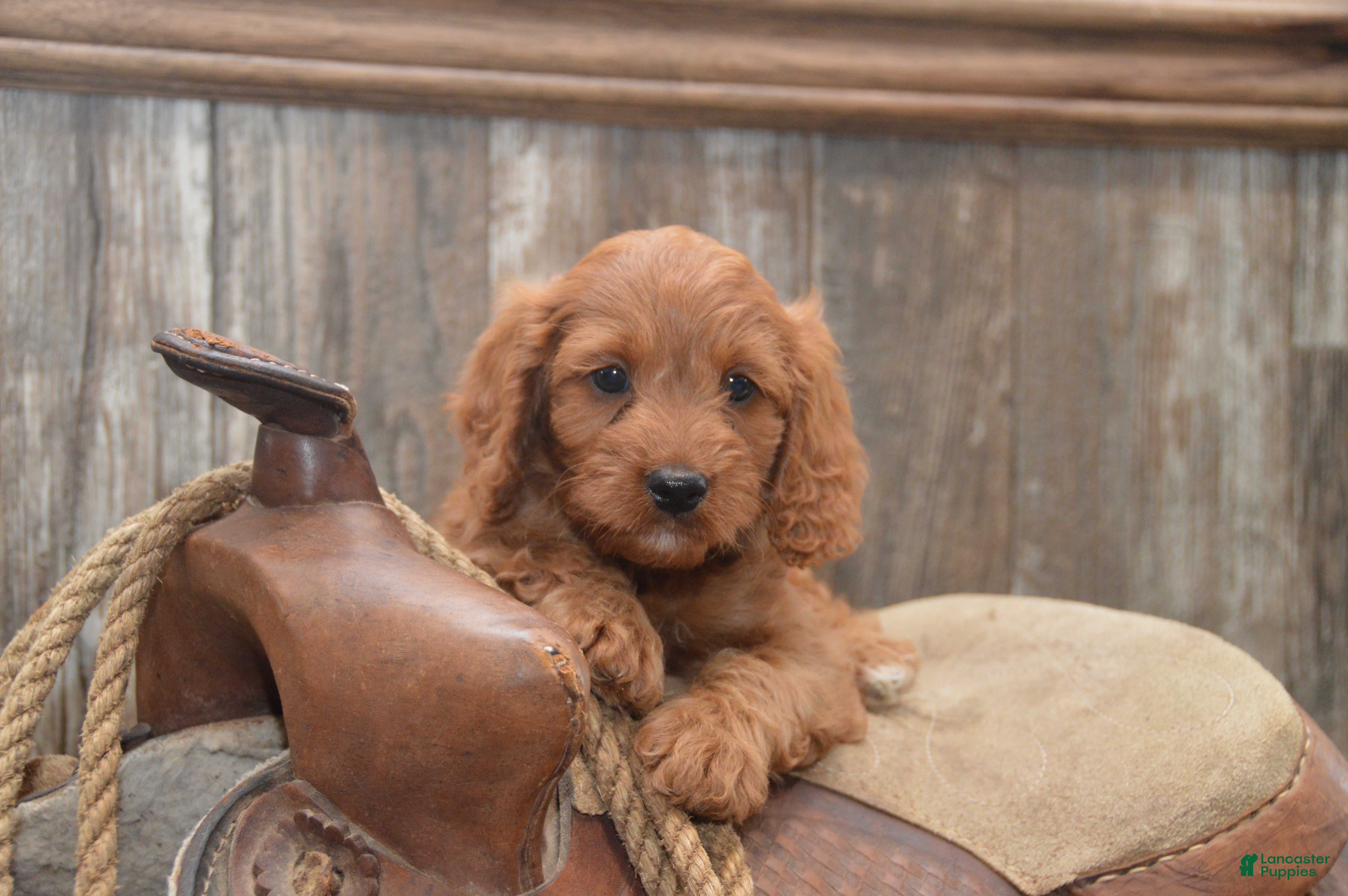 Cavapoo dogs Lakoda - Ad 1