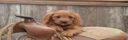 Cavapoo dogs for sale: Lakoda - Ad 1