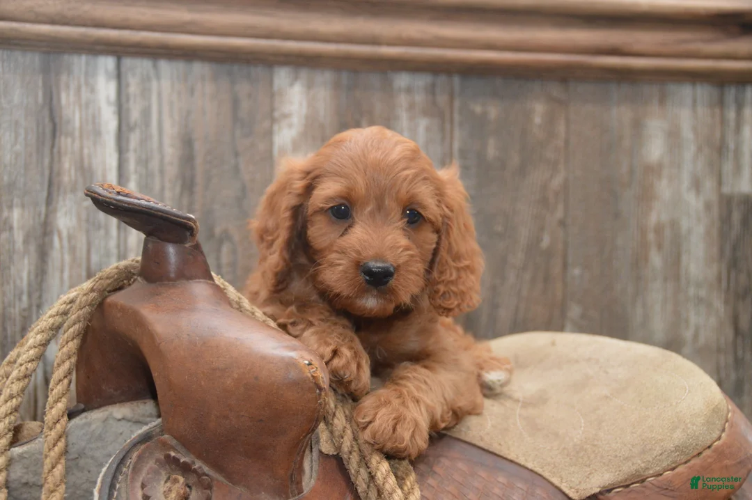 Cavapoo dogs for sale: Lakoda - Ad 1