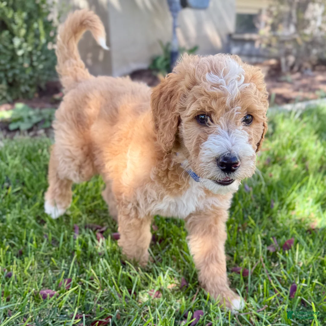Bernedoodle dogs for sale: Jack - Ad 1