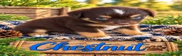 Miniature Australian Shepherd dogs for sale: Chestnut - Ad 7