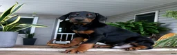 Doberman Pinscher dogs for sale: Wyatt - Ad 1