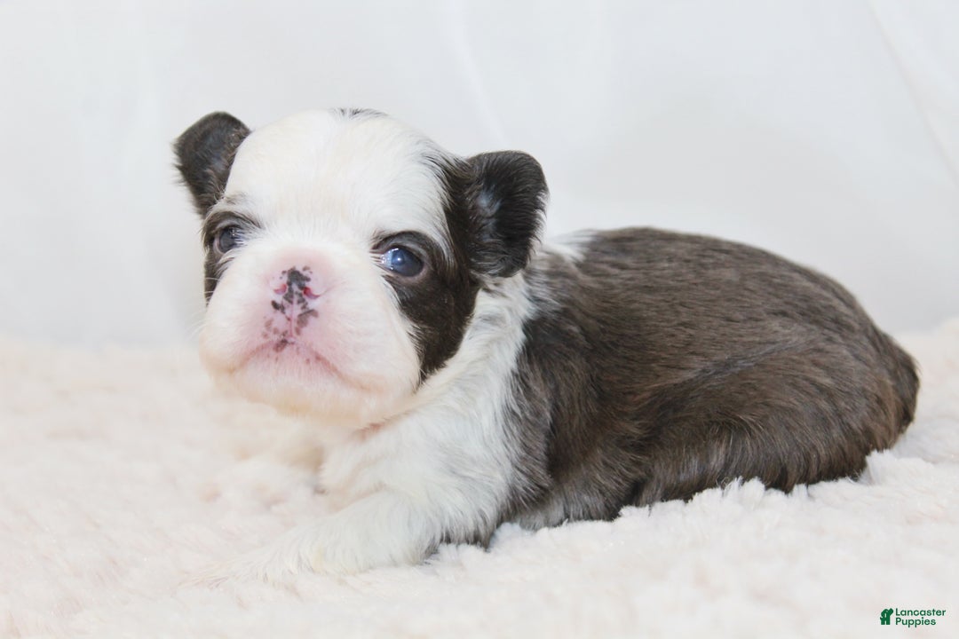 French Bulldog dogs for sale: Karina-Full Fluffy Panda Husky - Ad 1