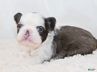 French Bulldog dogs Karina-Full Fluffy Panda Husky - Ad 30