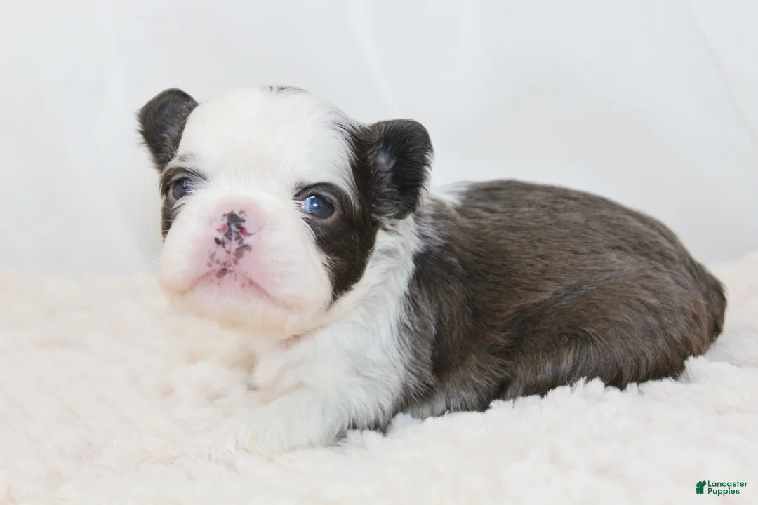 French Bulldog dogs for sale: Karina-Full Fluffy Panda Husky - Ad 7