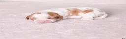 Cavalier King Charles Spaniel dogs for sale: Cheers - Ad 2
