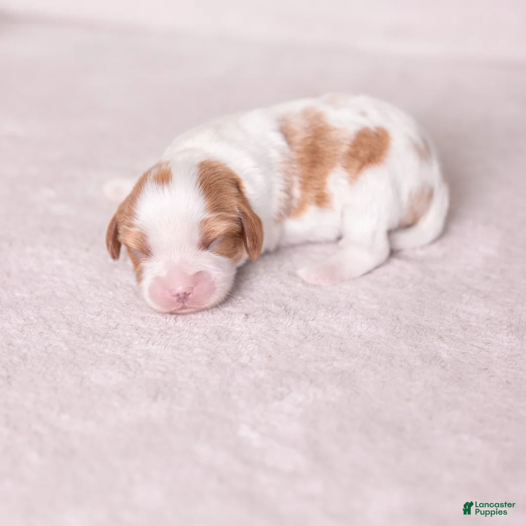 Cavalier King Charles Spaniel dogs for sale: Cheers - Ad 2