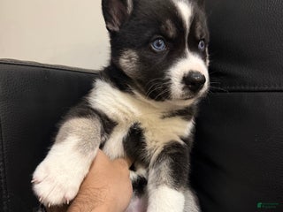 Siberian Husky dogs Comet - Ad 2