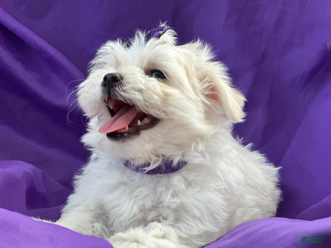 Maltese dogs for sale: APRI Maltese - Mochi - Ad 3