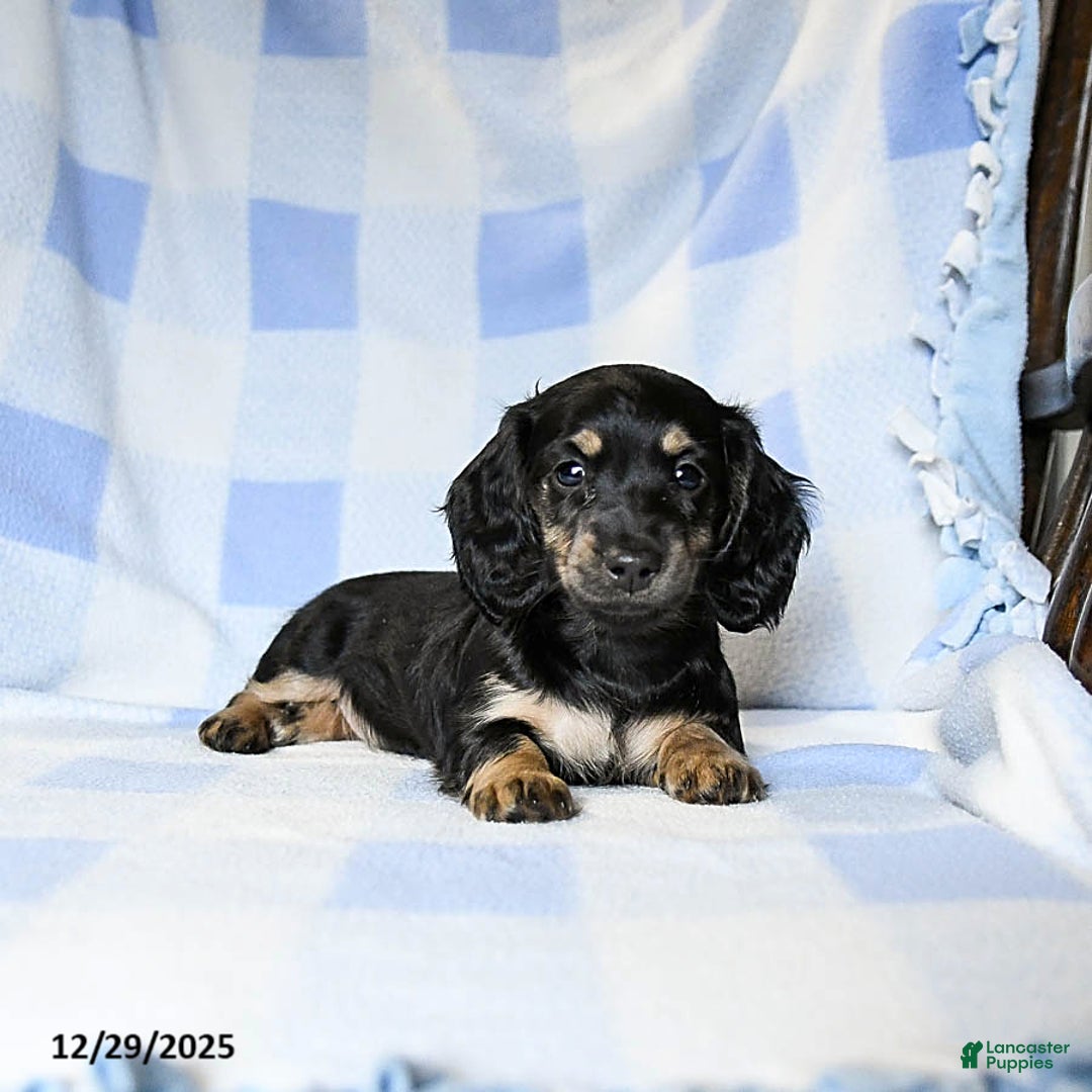 Miniature Dachshund dogs for sale: Amber - Ad 2