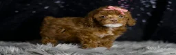 Toy Poodle dogs for sale: Cayenne - Ad 4