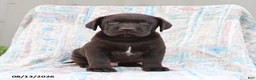 Labrador Retriever dogs for sale: Remmi - Ad 1