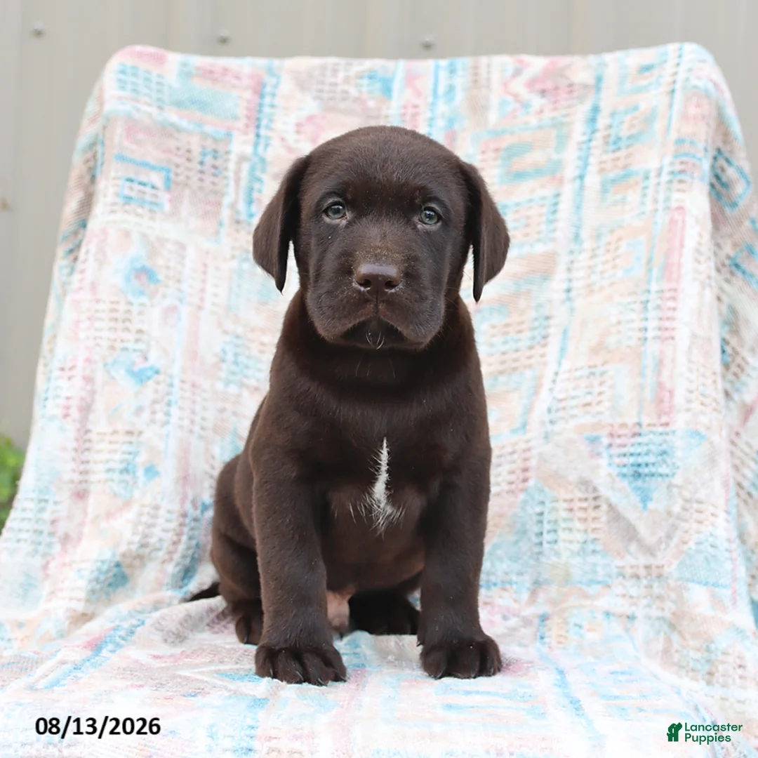 Labrador Retriever dogs for sale: Remmi - Ad 1