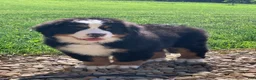 Bernese Mountain Dog dogs for sale: SweetPea - Ad 4