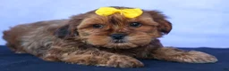 Shorkie dogs for sale: RANDY - Ad 4