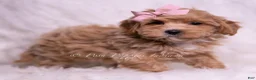 Maltipoo dogs for sale: Sweets - Ad 4