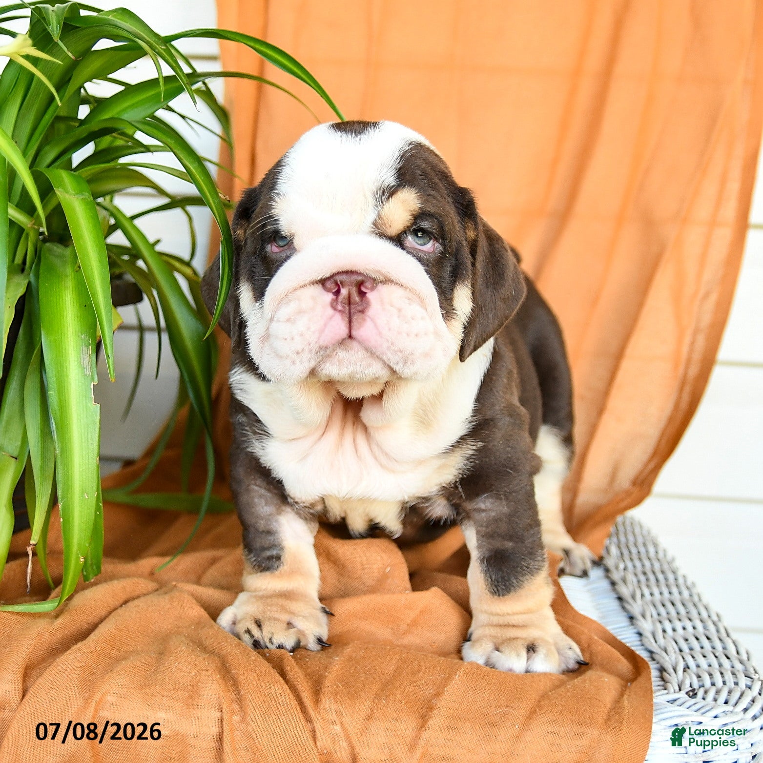 English Bulldog dogs Ryan - Ad 2