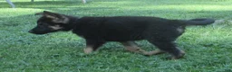 German Shepherd dogs for sale: Venus - Ad 3